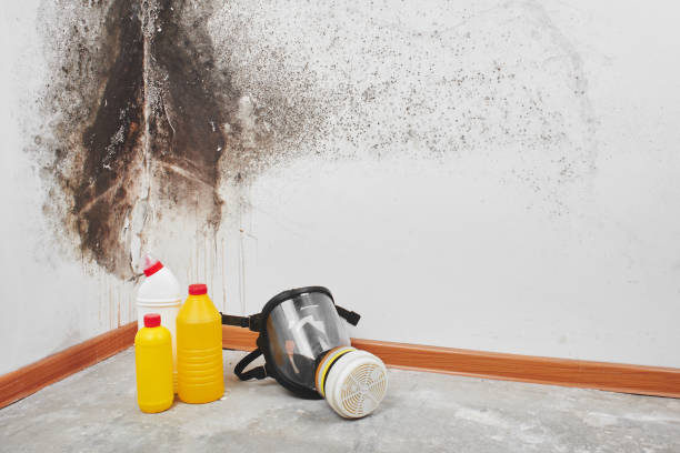 Best Affordable Mold Removal  in Dickinson, ND