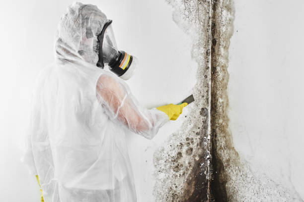 Home Mold Removal in Dickinson, ND