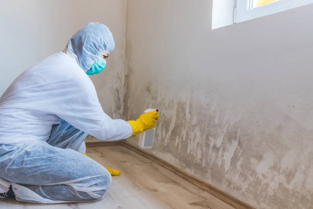 Professional Mold Removal in Dickinson, ND