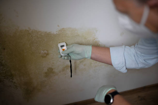 Best Mold Removal Company Near Me  in Dickinson, ND