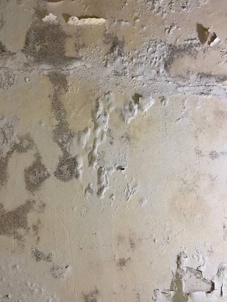 Mold Removal Process in Dickinson, ND