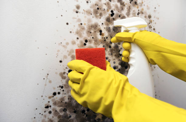 Best Local Mold Removal Service  in Dickinson, ND