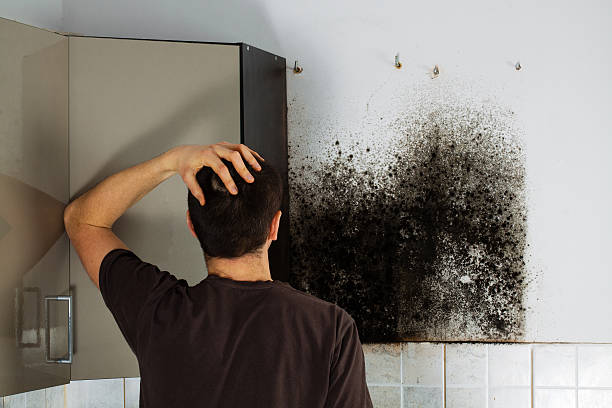 Best Residential Mold Removal  in Dickinson, ND