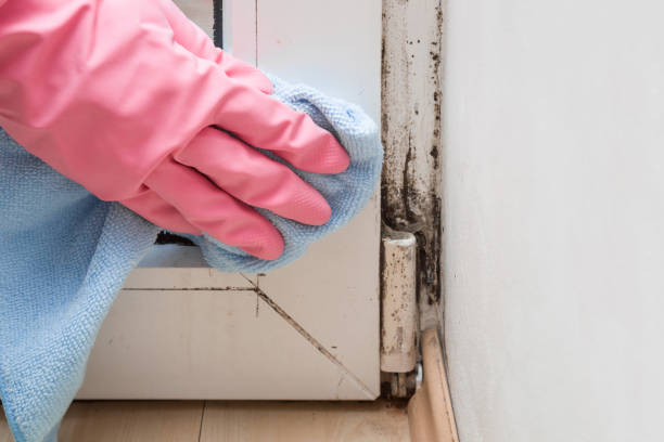 Best Fast Mold Removal  in Dickinson, ND