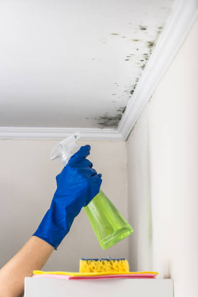 Best Mold Damage Repair  in Dickinson, ND